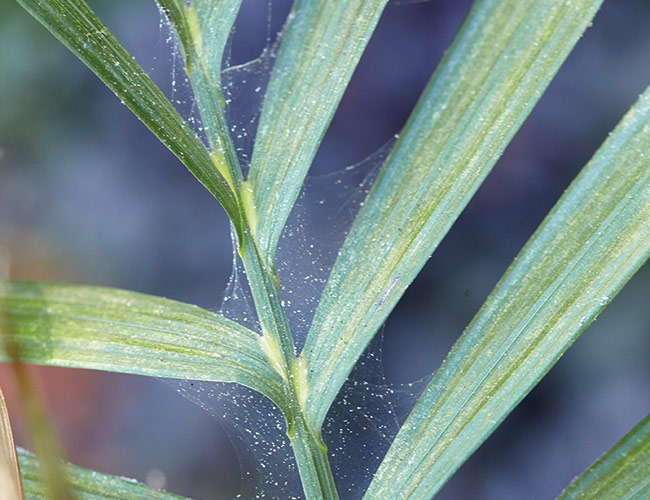 Spider mite webs on houseplant leaves:  This areca palm shows stipling typical of spider mite damage on its fronds, as well as webbing between the leaves.
