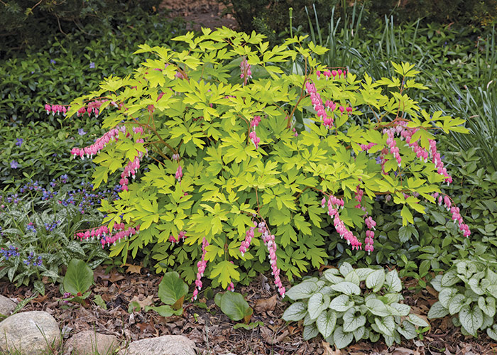 Gold heart bleeding heart habit: A lively addition to any shade garden! ‘Gold Heart’ makes an impressive focal point when grown as a single specimen.