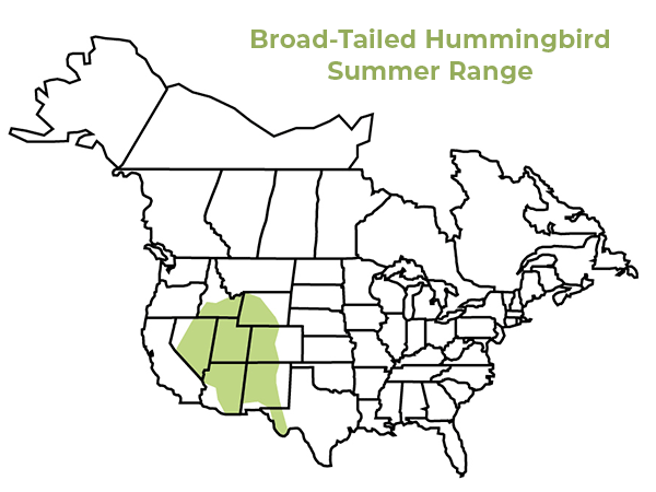 Broad-tailed hummingbird summer range map 2022
