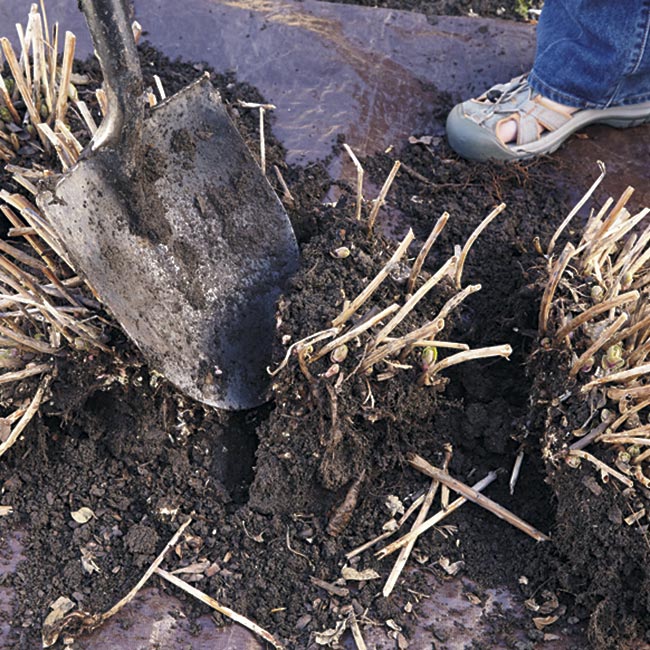 tall-sedum-splitting-in-spring: Split plants With a shovel or soil knife and cut the rootball into whatever size division suits your needs.