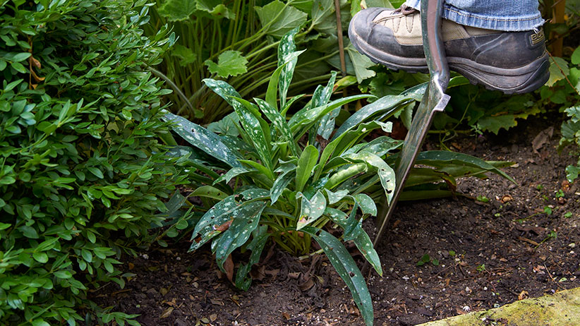 how-to-divide-perennials-guide-pv2:Perennials like this lungwort can be divided for extra plants or to improve the health of the plant.