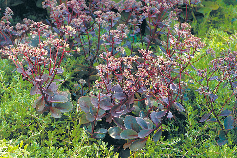 Sedum (Hylotelephium telephium ‘Lynda Windsor’)