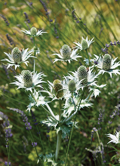 Miss Willmott’s ghost (Eryngium giganteum)