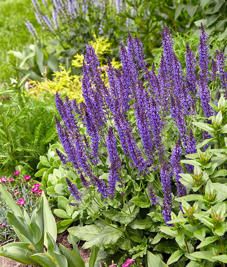 'May Night' salvia plant in a garden border: Add ‘May Night’ salvia to punctuate garden borders with the purple spike flowers.