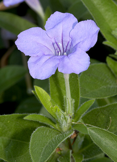 Wild petunia (Ruellia humilis)