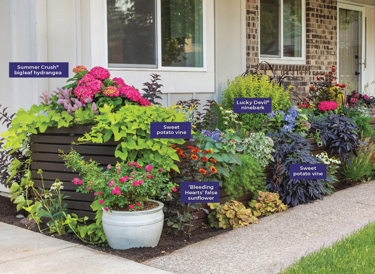 Before and After Curb Appeal hydrangea planter in Summer photo by Tracy Walsh: A mix of shrubs and annuals keeps the planter colorful from spring to frost. Photo by Tracy Walsh