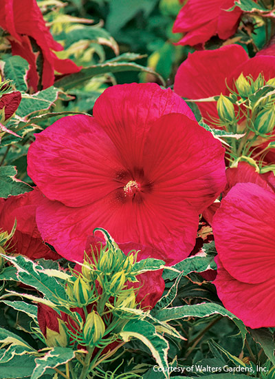 ‘Summer Carnival’ (Hibiscus hybrid) 
