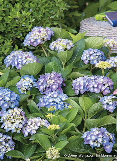 Small Flowering Shrubs With Big Impact, Small Flowering Bushes For Landscaping