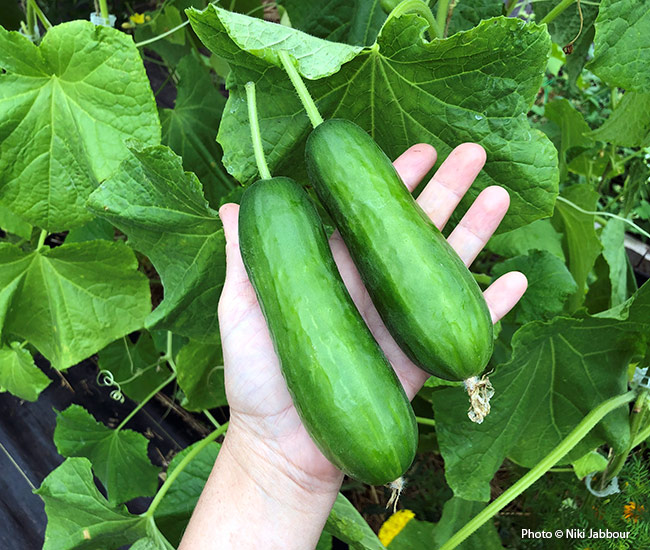 cucumber vines