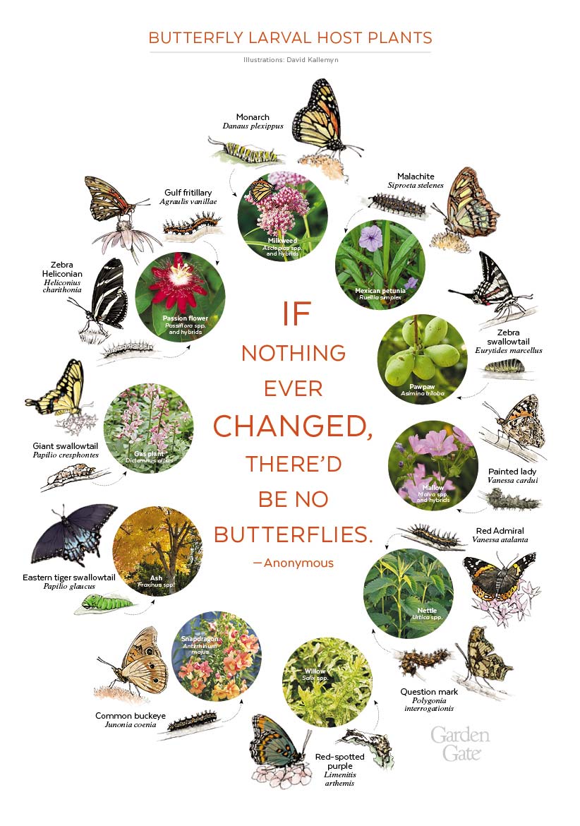 Butterfly Larval Host Plants infographic: Buy this Illustrated Print at GardenGateStore.com.