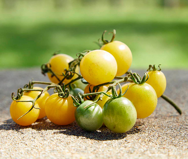 5 Heirloom Tomato Varieties that Embody the Essence of Summer - Happy Dirt