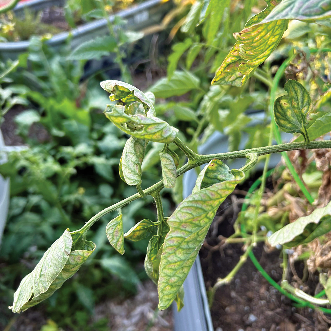 Tomato leaf curling lead: Curling or twisted leaves can signal stress from heat, inconsistent watering or fast growth. 