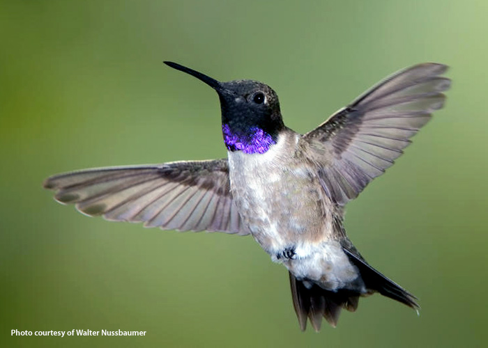 common-hummingbirds-black-chinned-hummingbird: Males black-chinned hummigbirds like the one in the photo, have a black throat that, in certain lights, shines with a brilliant iridescent purple.