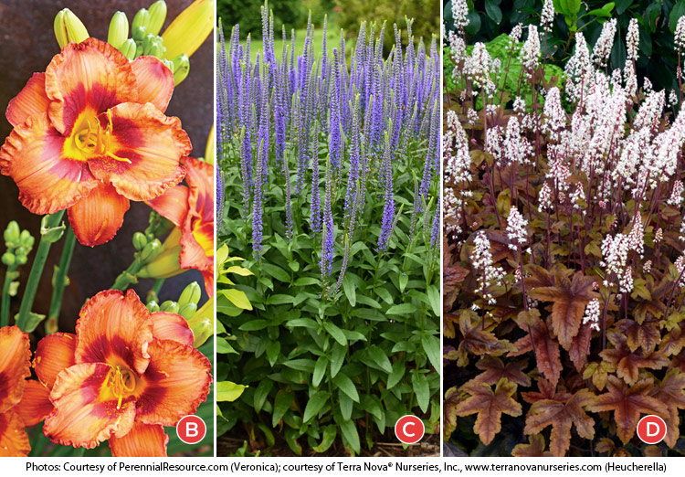 MIghty chestnut daylily, Veronica and Huecherella plant portraits