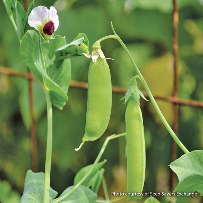 172-fall-harvest-veggies-snow-peas: Snow peas can be harvested up until the first frost.