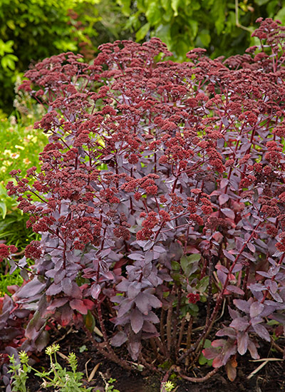 'Cherry Truffle' sedum (Hylotelephium telephium) 