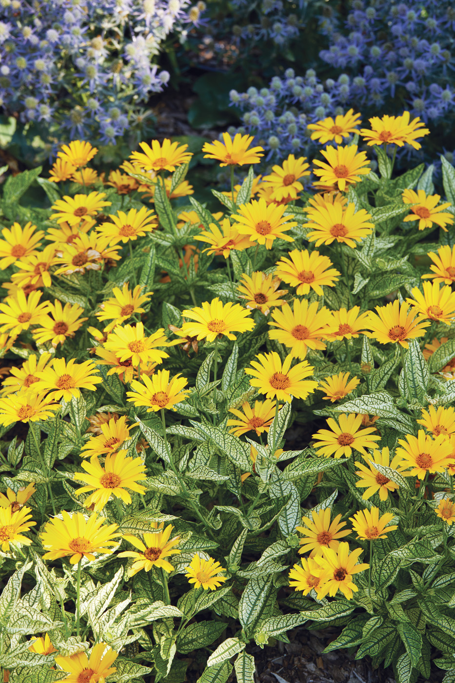 GG179 TP 04 gajw0086 False sunflower: ‘Sunstruck’ false sunflower has a compact habit and unique variegated foliage.