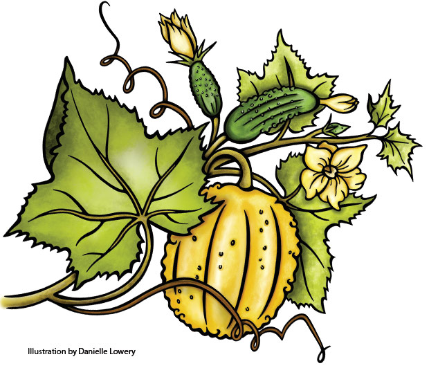Cucumber vine illustration