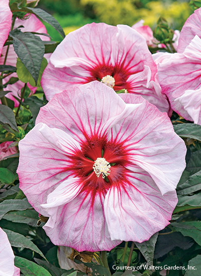 ‘Cherry Choco Latte’ (Hibiscus hybrid)