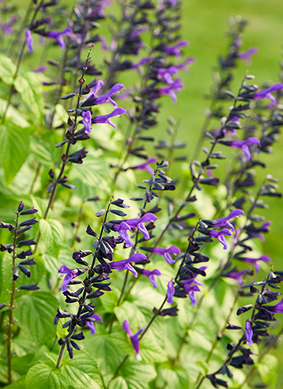 Anise-scented sage (Salvia guaranitica)