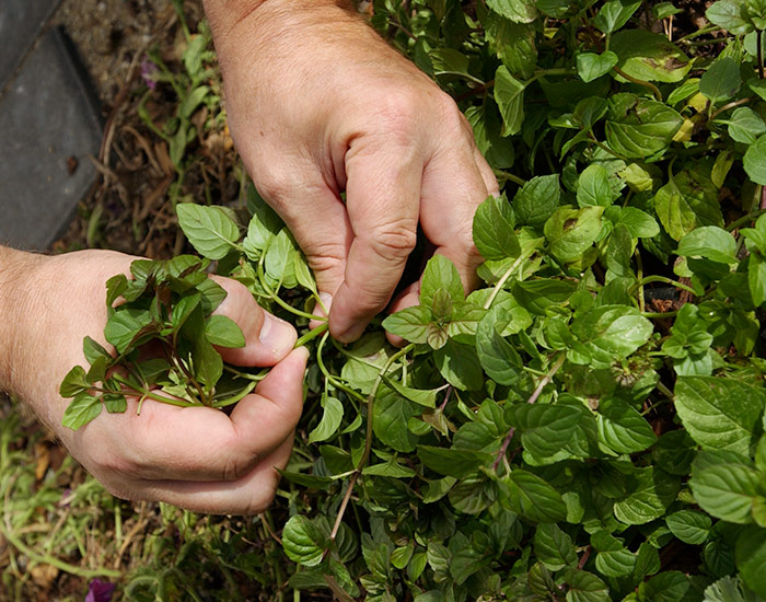 harvesting-mint: Cut or pinch sprigs right above a leaf node when harvesting mint.