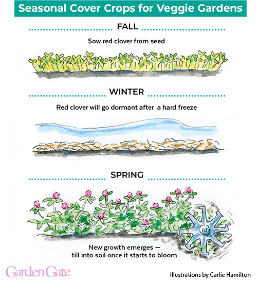 Seasonal cover crops for vegetable gardens garden gate magazine