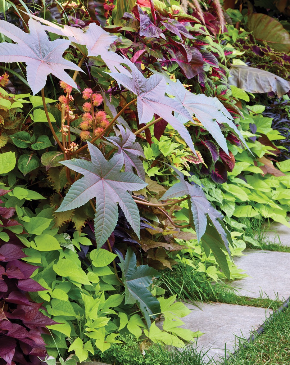GG187 FG 19 82A9383: The dramatic dark foliage from a castor bean plant pops against the chartreuse sweet potato vines cascading over this raised bed edge.
