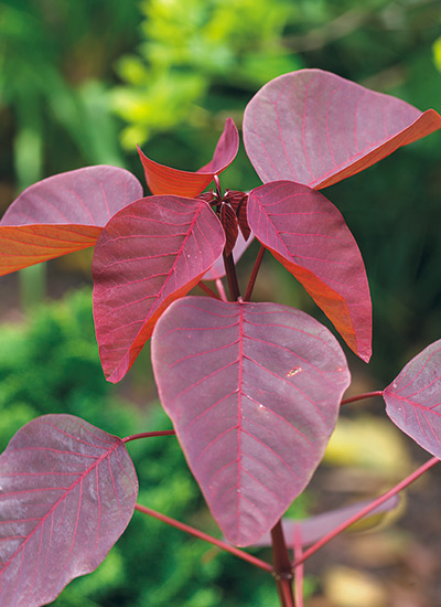 Caribbean copper plant (Euphorbia cotinifolia)