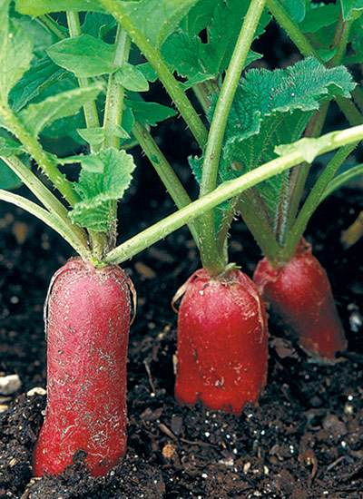 Radish  