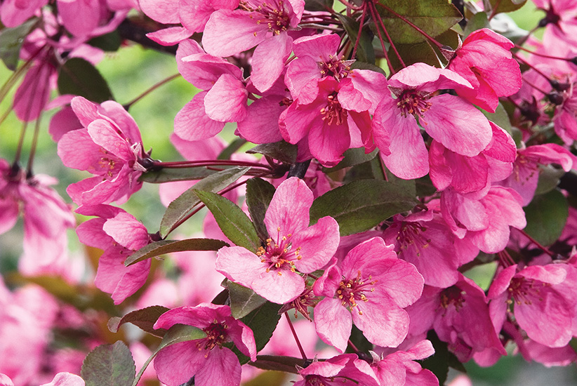 Flowering crabapple (Malus ‘Prairifire’)