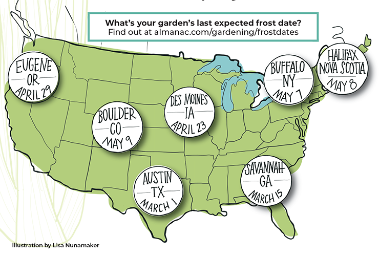 Last Frost Date map illustration by Lisa Nunamaker