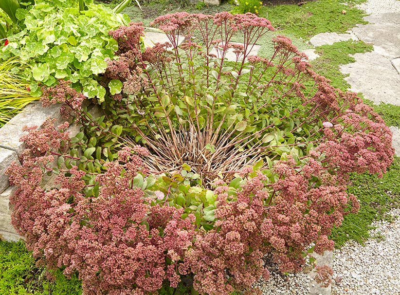 ht-stake-sedum-1: Does your tall sedum look like this photo in fall?