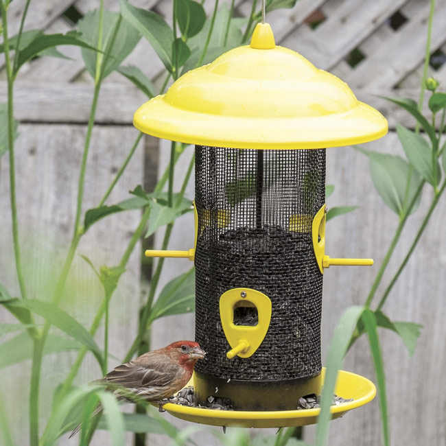 Birdfeed with sunflower seeds: Sunflower seeds are popular with birds, such as cardinals, finches and nuthatches.