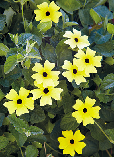 Black-eyed Susan vine (Thunbergia alata)