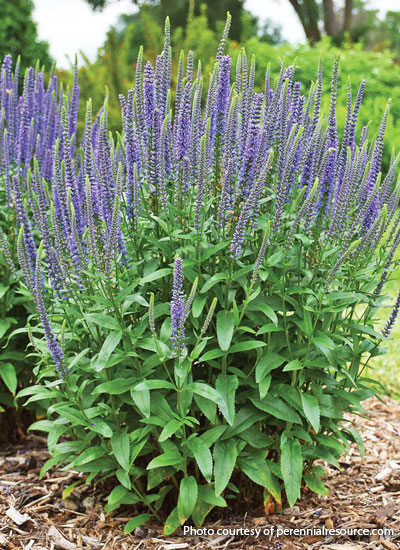 ‘Blue Skywalker’ speedwell (Veronica hybrid)