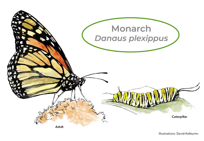 Monarch butterfly and caterpillar illustration by David Kallemyn