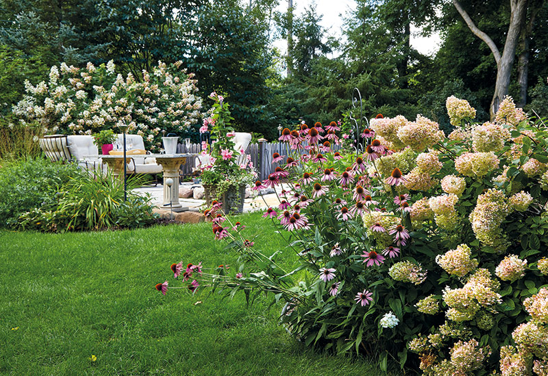 Pink hydrangea garden seating area with coneflowers: The backyard is anchored by a firepit surrounded by comfortable seating and backed with a stand of ‘Pink Diamond’ panicle hydrangea.