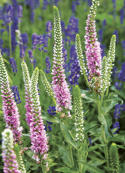 ‘Pink Marshmallow’ spike speedwell (Veronica spicata)