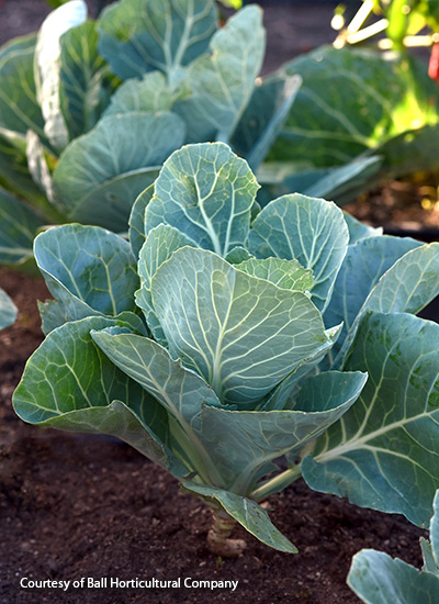 Sweet Thang cabbage (Brassica olerace)
