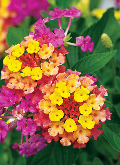 Lantana  (Lantana camara)