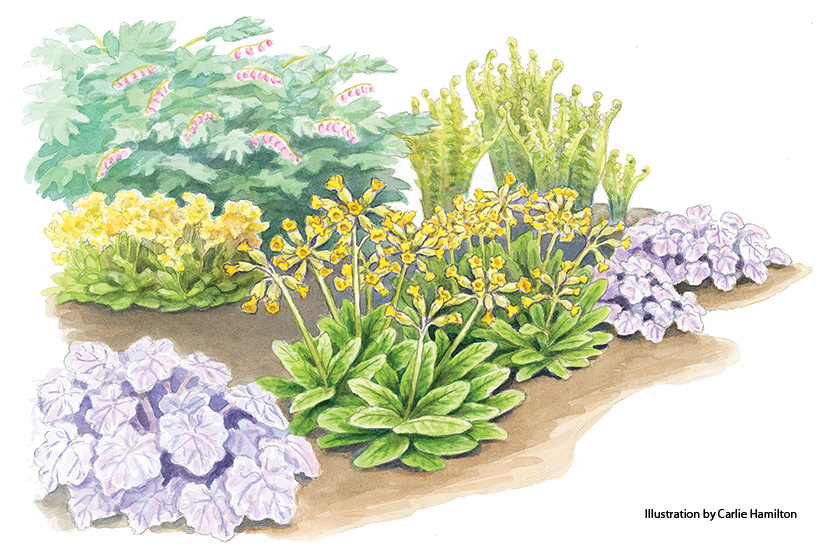 Illustration of spring garden bed with Primula, fern, bleeding heart and coral bells 