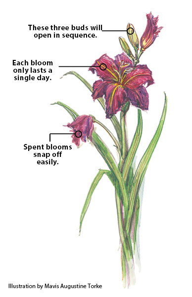 fp-pg-grow-great-daylilies-BloomIllustration
