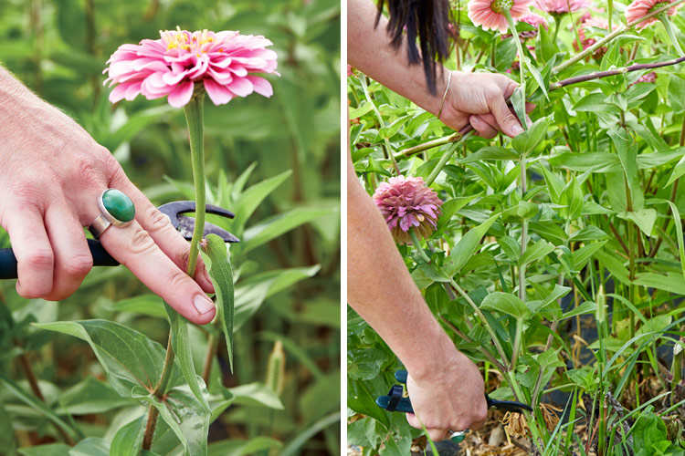 zinnia cut flower tips pepperharrow flower farm: Do a simple wiggle test on zinnia stems to see if they are sturdy enough to be cut for bouquets. Cutting longer stems will allow for being retrimmed as needed for arrangements later.