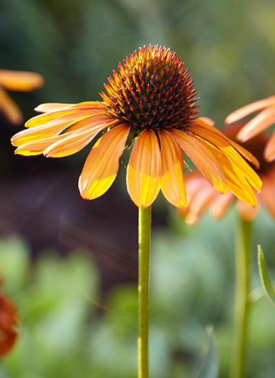 ‘Tiki Torch' coneflower (Echinacea purpurea)