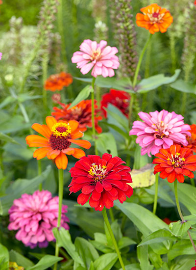 State Fair Mix zinnia (Zinnia hybrid)