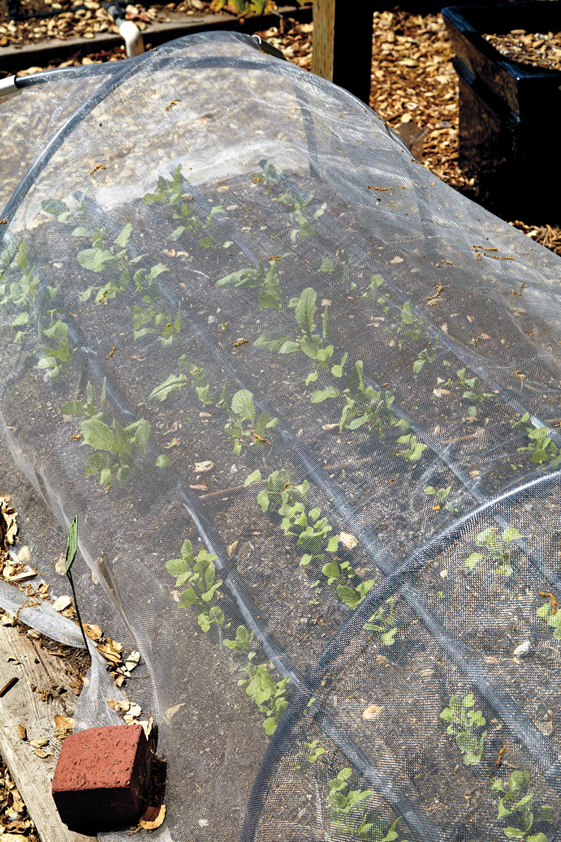 Row cover to protect crops from insects: Fabric row covers let in light so plants
can grow, while keeping insects out.