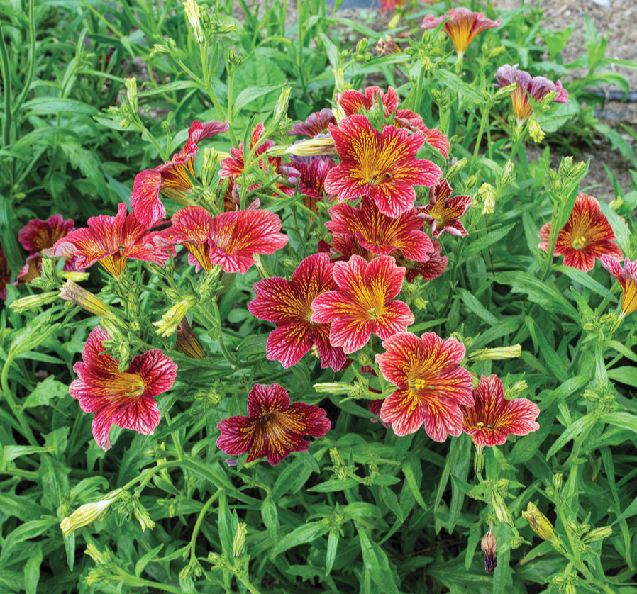 Salpiglossis sinuata Painted tongue Tora Red: Patterned trumpet-shaped blooms of new ‘Tora Red’ painted tongue are worth starting from seed. Photo courtesy of Select Seeds, Union, CT
