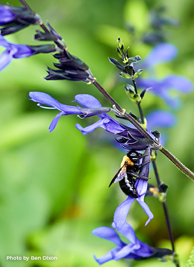 ‘Black and Blue’ salvia (Salvia guaranitica)