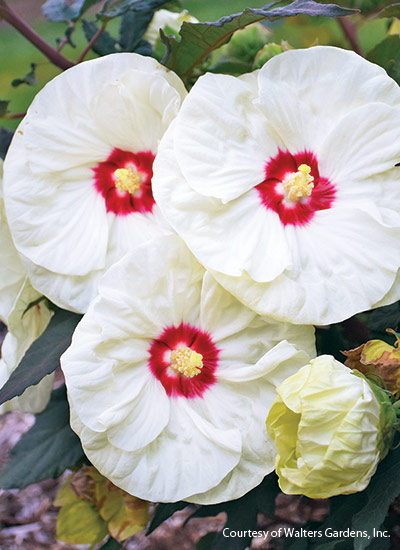 ‘French Vanilla’ (Hibiscus hybrid)