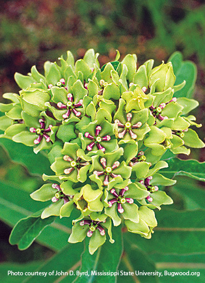 Green milkweed (Asclepias viridis)
